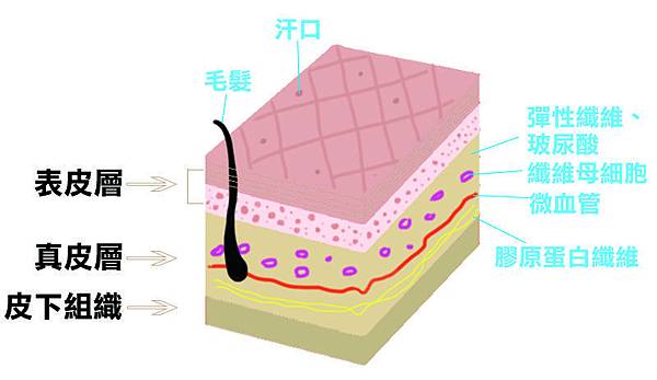 肌膚層圖.jpg