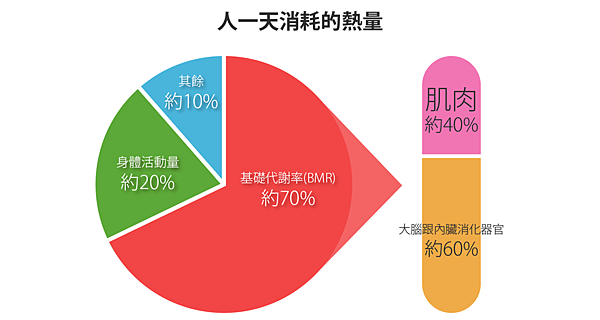 端午節蘋果樹醫學診所蘋果樹醫美診所岩盤浴高壓氧代謝循環Reaction緊塑電波UltraShape標靶震波Icoone微雕纖型儀橘皮緊緻減重門診肥胖基因檢測馬甲電波02.png