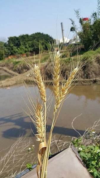 廣告顏料 水彩 壓克力顏料 繪畫 麥穗2 廣告顏料 水彩 壓克力顏料 繪畫 麥穗2