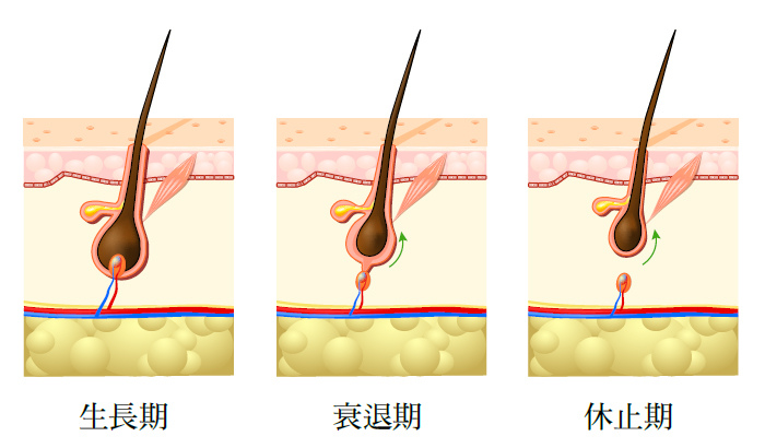 拯救髮量稀疏危機