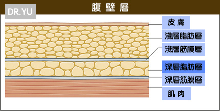 圖片腹壁層.JPG