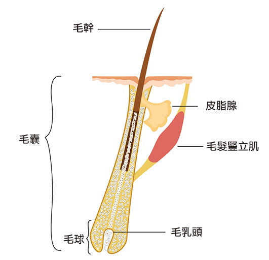 頭髮構造.jpg