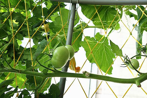 IMG_6136_副本 IMG_6136_副本