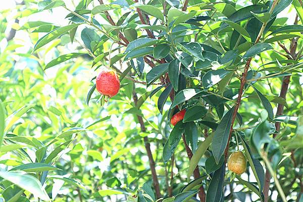 IMG_6140_副本 IMG_6140_副本