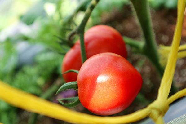 IMG_6137_副本 IMG_6137_副本