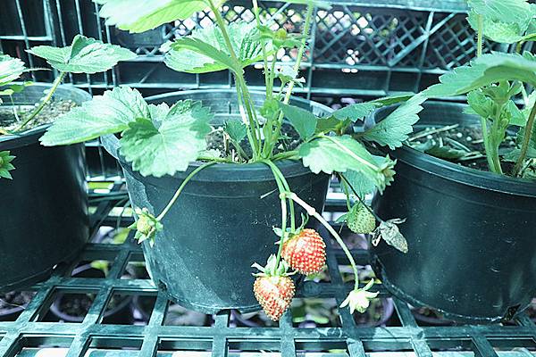 IMG_6146_副本 IMG_6146_副本