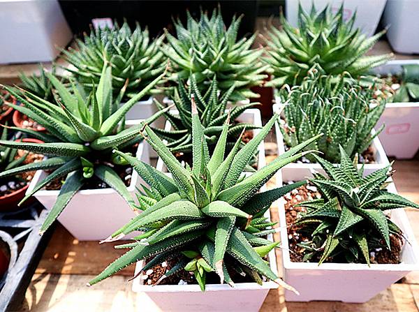 IMG_6169_副本 IMG_6169_副本