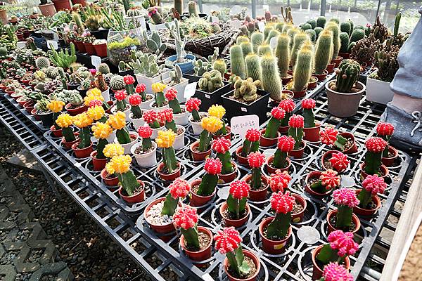 IMG_6160_副本 IMG_6160_副本