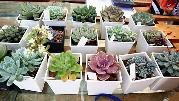 IMG_6153_副本 IMG_6153_副本