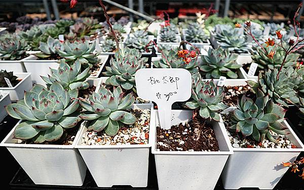 IMG_6163_副本 IMG_6163_副本