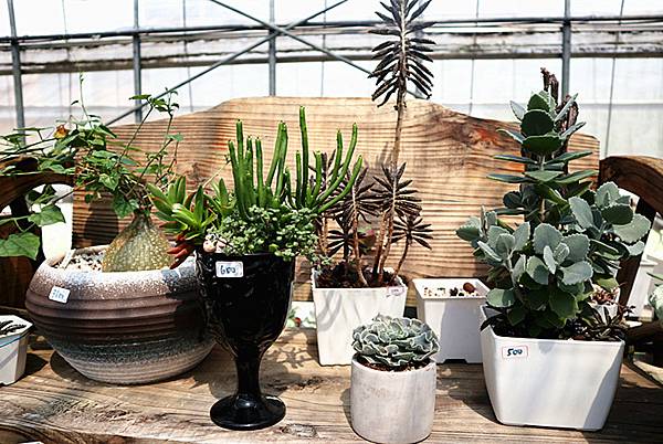 IMG_6166_副本 IMG_6166_副本