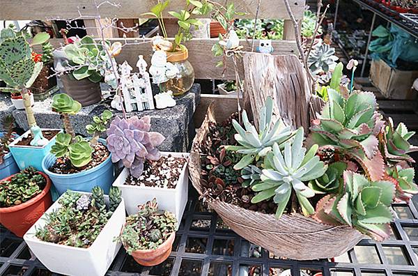 IMG_6165_副本 IMG_6165_副本