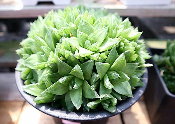 IMG_6168_副本 IMG_6168_副本