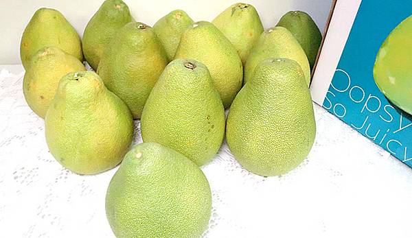 老欉文旦哪裡買 庄稼狼商務級麻豆老欉文旦 草生栽培麻豆老欉文旦 老欉文旦怎麼挑 文旦宅配訂購推薦 中秋文旦禮盒 老欉文旦分辨 中秋柚子 中秋文旦 文旦 怎麼挑 麻豆文旦價格 柚子推薦 柚子禮盒推薦 Gaga舞台 Nidbox親子盒子 老欉文旦哪裡買 庄稼狼商務級麻豆老欉文旦 草生栽培麻豆老欉文旦 老欉文旦怎麼挑 文旦宅配訂購推薦 中秋文旦禮盒 老欉文旦分辨 中秋柚子 中秋文旦 文旦 怎麼挑 麻豆文旦價格 柚子推薦 柚子禮盒推薦 Gaga舞台 Nidbox親子盒子