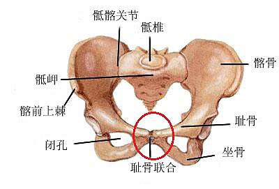 骨盆疼痛 恥骨炎 超仁診所 台中減重體雕 皮膚雷射微整 痞客邦 骨盆疼痛 恥骨炎 超仁診所 台中減重體雕 皮膚雷射微整 痞客邦