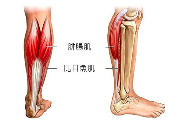 跟蘿蔔腿分手小腿神經阻斷 Dr 陳威宇 宇眾不同 痞客邦