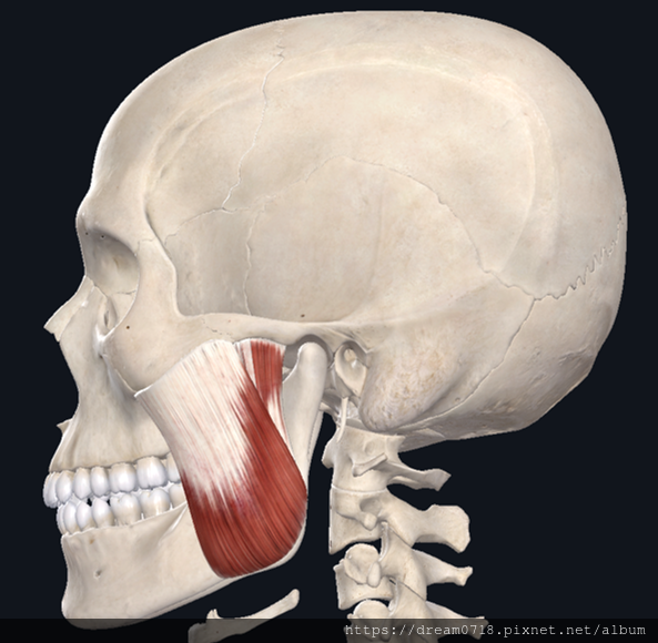 [顳顎] 咬肌的失能模式