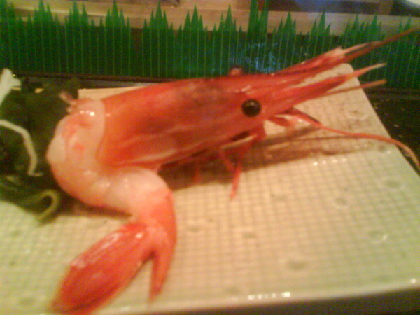 台中有馬日本料理牡丹蝦.JPG