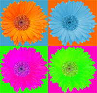 flower-daisy.jpg