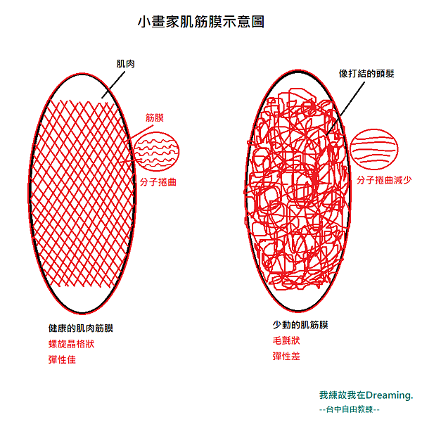 筋膜肌肉圖自繪.png