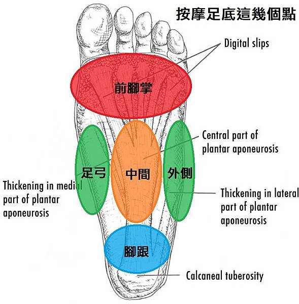 【筋膜放鬆】腿後肌群太緊放鬆完卻沒效果？試試看放鬆足底筋膜！