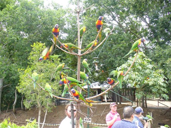 14.It's time to Lorikeet Feeding show.JPG