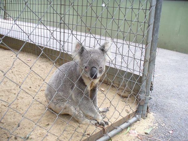 56.這隻Koala一直走來走去,原來是想找個好地方上厠所啊.JPG