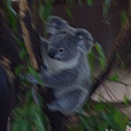 59.未成年的Koala(Kindy).JPG