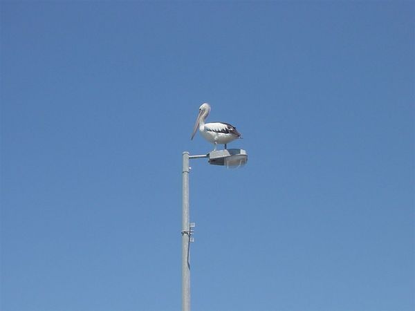 Pelican at Redland Bay.JPG