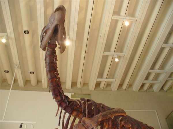 恐龍化石 at Museum