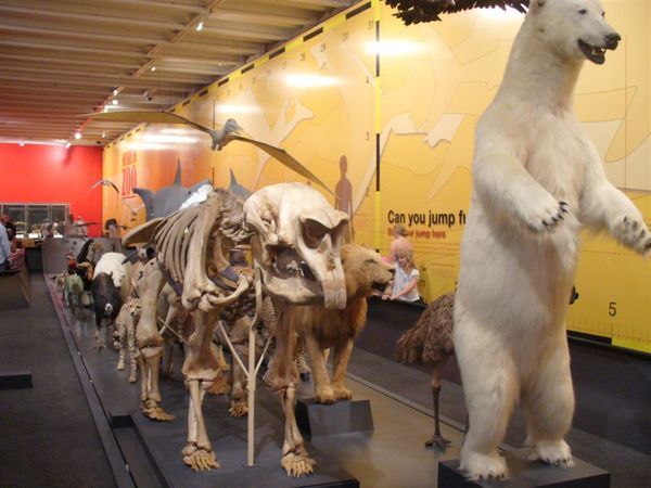 在博物館內的動物園(Museum Zoo特展)