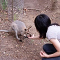 與Wallby的親密接觸at Koala Center