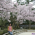 210.花見橋旁的櫻花樹開得十分茂盛呢!