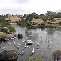 74.水前寺成趣園是為典型桃山風格的純日本風情回游式庭園 .jpg