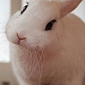 你好，我是兔子，你呢？.jpg