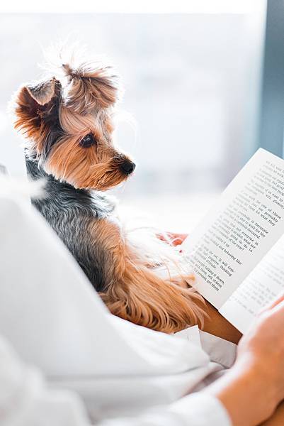 cute-dog-reading-a-book-picjumbo-com.jpg