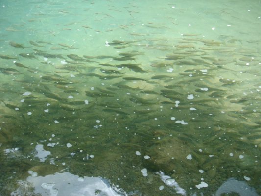 達娜伊谷溪的「苦花」(魚固)魚