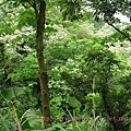 桃園崑崙藥用植物園-桐花.JPG