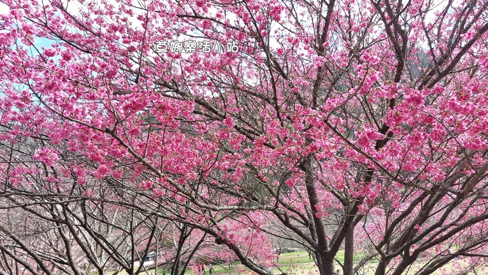 【台中賞花】從礁溪去🌸武陵(ㆁωㆁ*)品‧文旅爽泡溫泉+🦆櫻