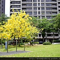 中興大學黃金雨