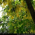 亞洲大學黃金雨