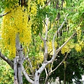 亞洲大學黃金雨