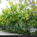 亞洲大學黃金雨