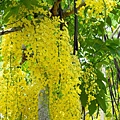 亞洲大學黃金雨