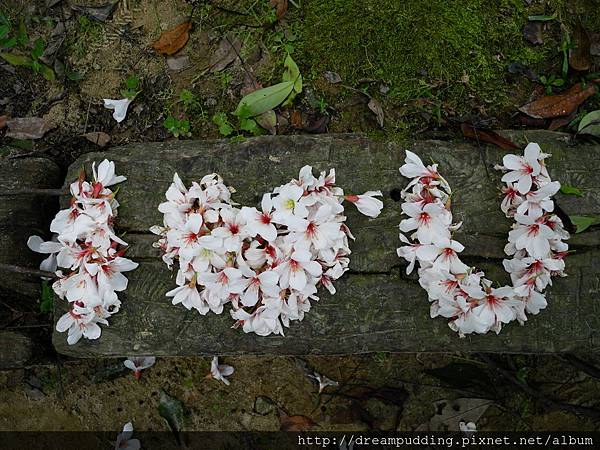 西湖渡假村桐花祭