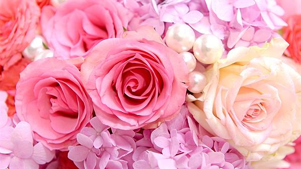 Pink-roses-background_1366x768