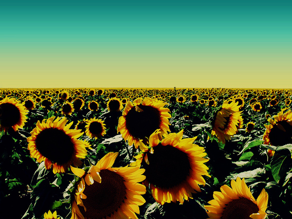 Sunflower_Wallpaper_by_kpy5330.jpg