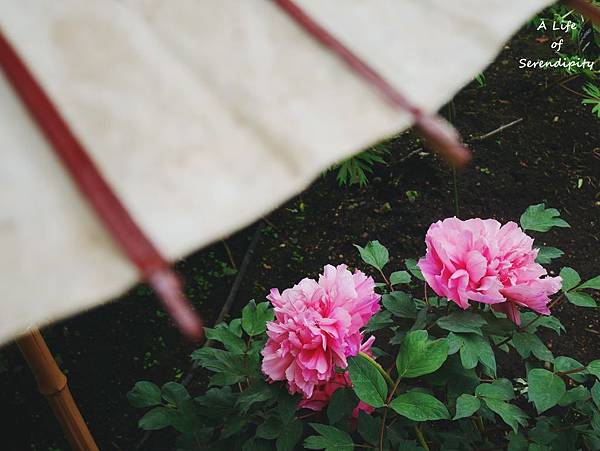 東京 賞花 上野東照宮 牡丹花苑賞花中之王 已鎖定 東京 賞花 上野東照宮 牡丹花苑賞花中之王 Didi S Life And Serendipity 東京 賞花 上野東照宮 牡丹花苑賞花中之王 已鎖定 東京 賞花 上野東照宮 牡丹花苑賞花中之王 Didi S Life And Serendipity