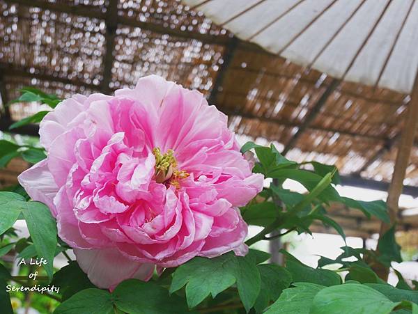 東京 賞花 上野東照宮 牡丹花苑賞花中之王 已鎖定 東京 賞花 上野東照宮 牡丹花苑賞花中之王 Didi S Life And Serendipity 東京 賞花 上野東照宮 牡丹花苑賞花中之王 已鎖定 東京 賞花 上野東照宮 牡丹花苑賞花中之王 Didi S Life And Serendipity