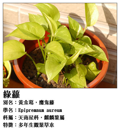 綠蘿.jpg